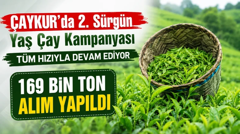 ÇAYKUR'da 2. Sürgün Yaş Çay Kampanyası Tüm Hızıyla Devam Ediyor: 169 Bin Ton Alım Yapıldı