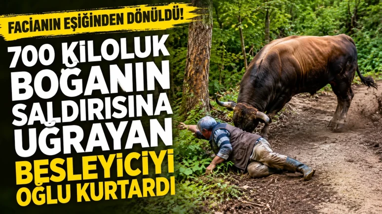 Facianın Eşiğinden Dönüldü! 700 Kiloluk Boğanın Saldırısına Uğrayan Besleyiciyi Oğlu Kurtardı