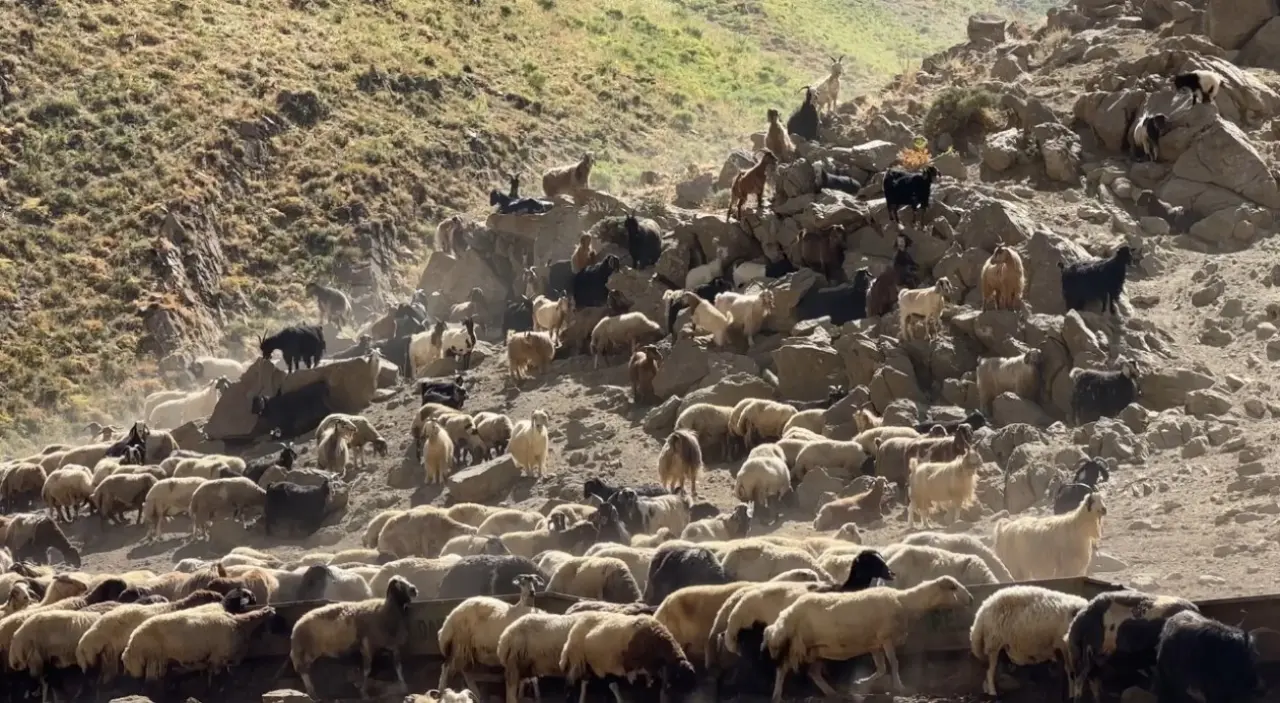 Kızgın güneş altında halaylı süt mesaisi