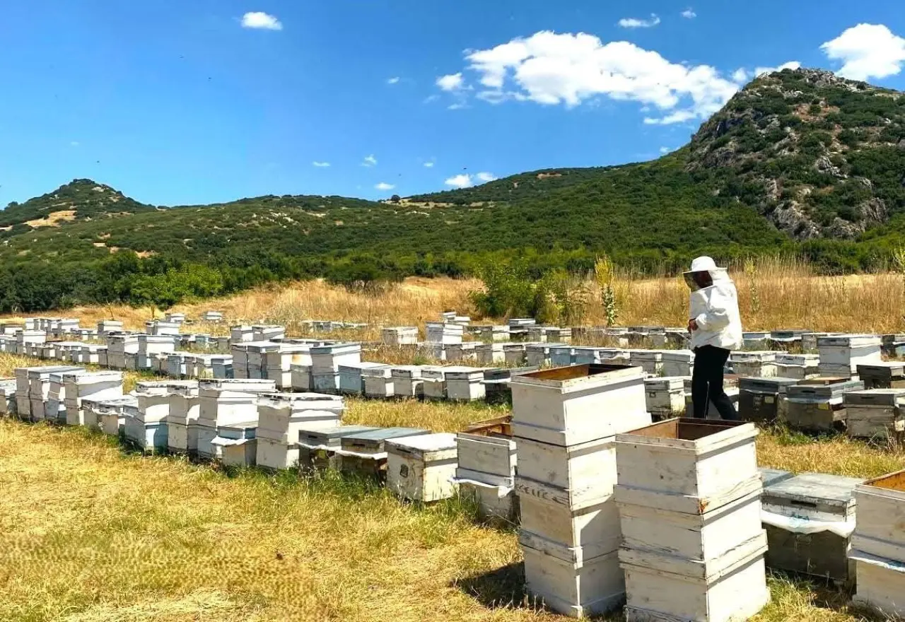 'Arıcılık Kayıt Sistemi' güncelleme çalışmaları sürüyor