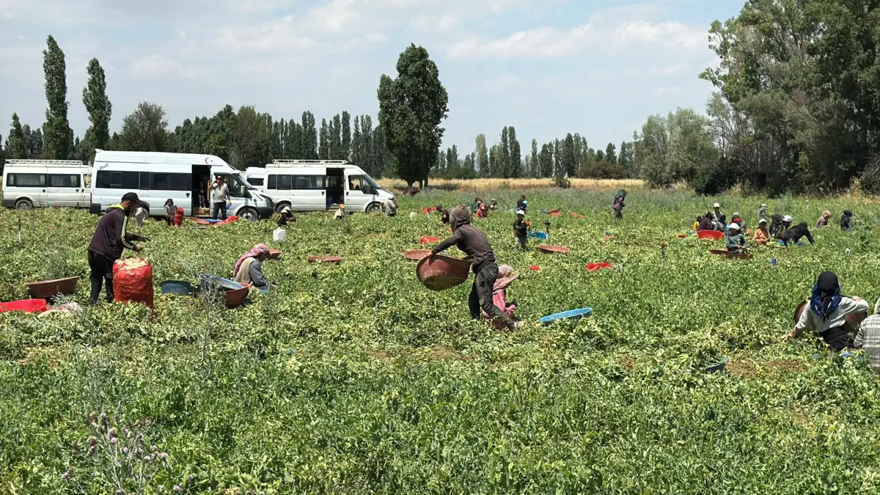Bezelye hasadında katmerli mola