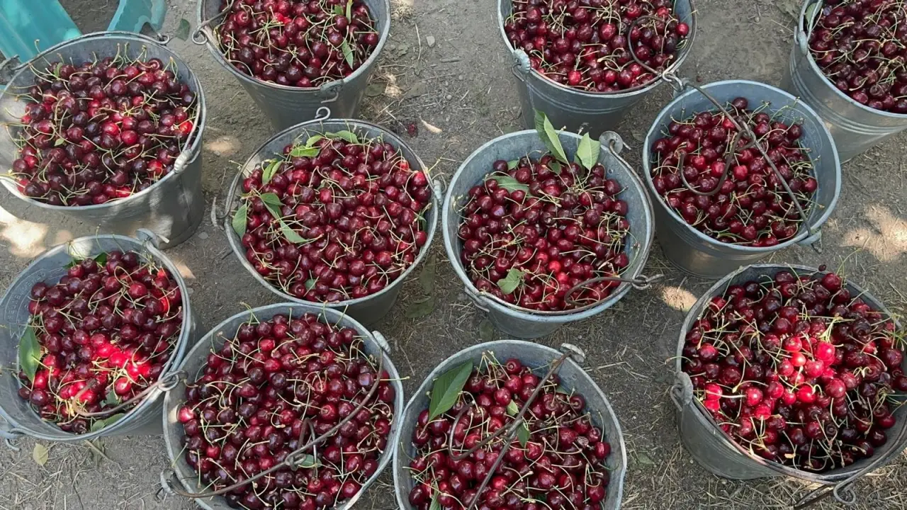 Coğrafi işaretli kirazda tarihi rekor: Rekolte 110 bin tonu buldu