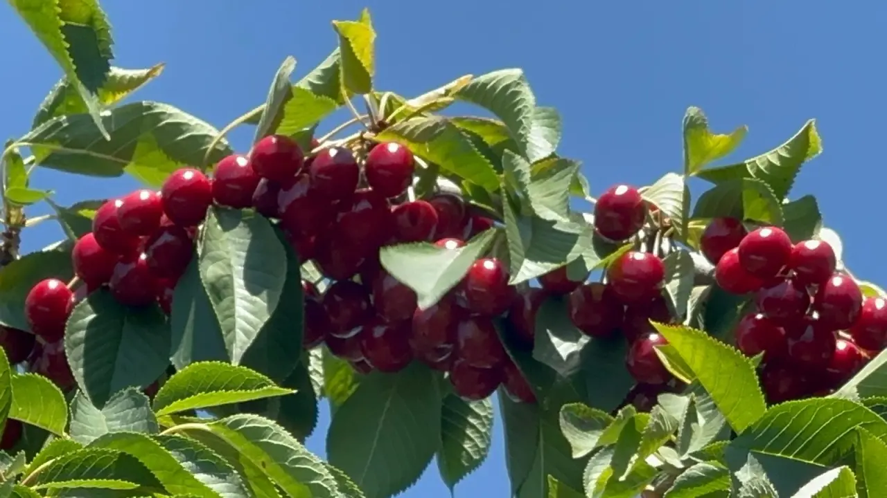 Geçen yıl don vurmuştu, bu sene üzüm salkımı gibi kiraz yetişti