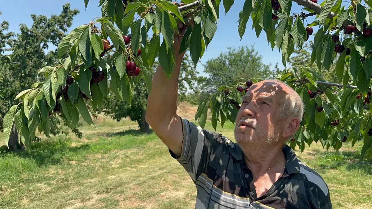 Coğrafi işaretli kirazda tarihi rekor: Rekolte 110 bin tonu buldu