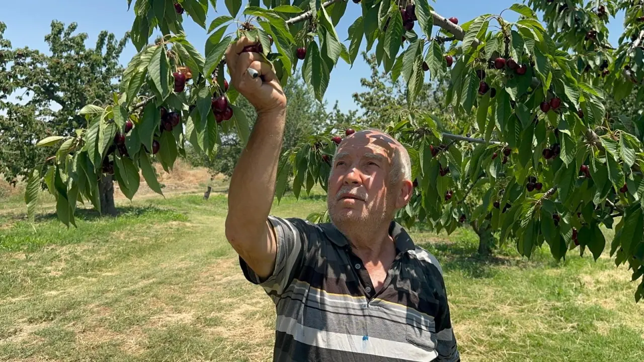 Geçen yıl don vurmuştu, bu sene üzüm salkımı gibi kiraz yetişti