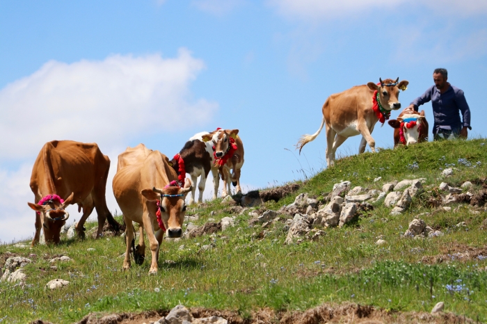 Karadeniz’de 5 Aylık Yayla Mevsimi Bitti: Süslenen İneklerle Kilometrelerce Yürüyüp Köye Döndüler
