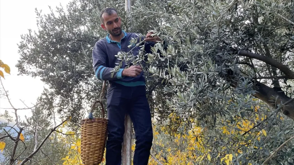 Çoruh vadisi dışında başka hiçbir yerde yetişmiyor! ‘Affı olmayan’ hasat başladı