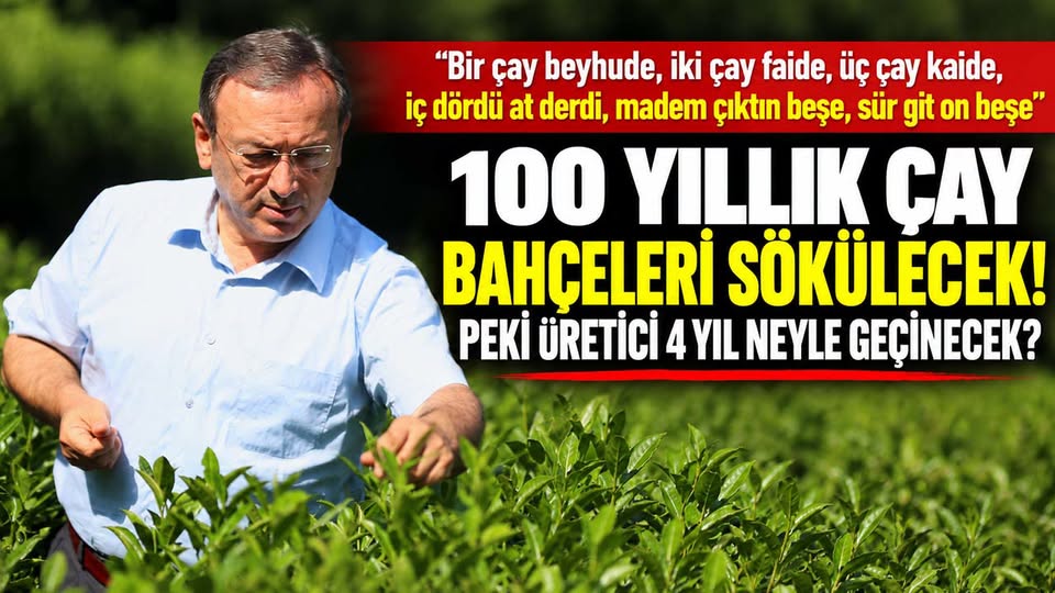 100 yıllık çay bahçeleri sökülecek! Peki üretici 4 yıl neyle geçinecek?
