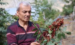 Saimbeyli’de "Sumakçı Dede" mirası yaşatılıyor: Kilosu 900 TL’ye kadar satılıyor