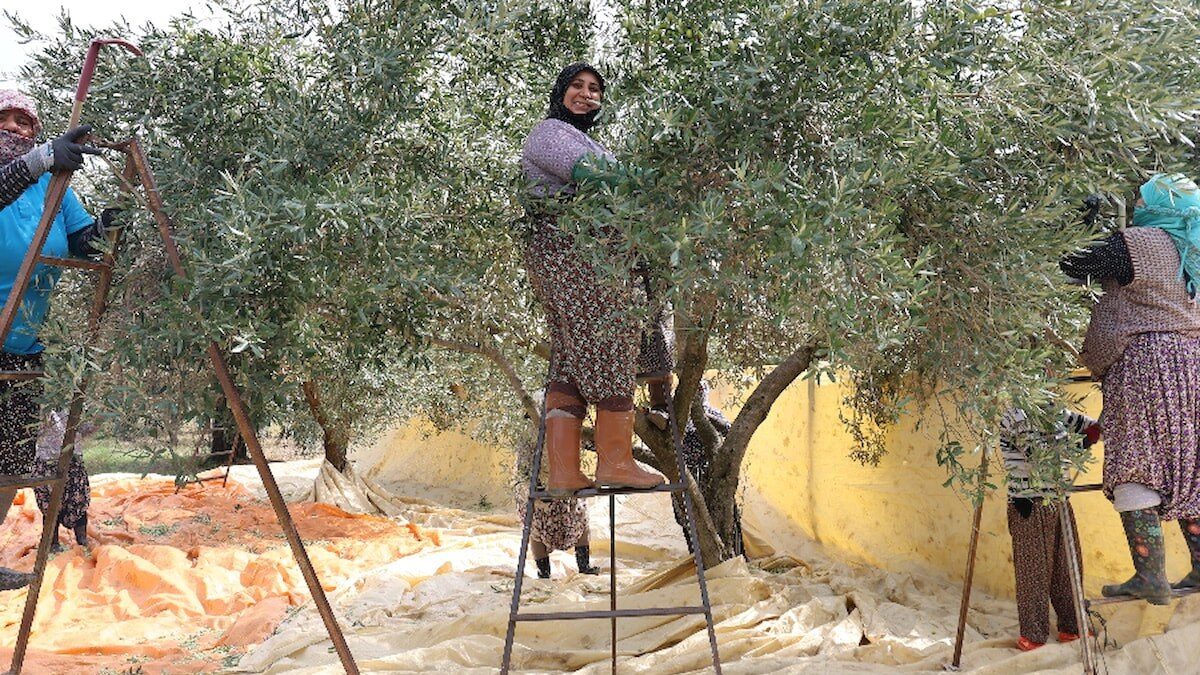 Aydın'daki zeytin hasadı kadınlara emanet