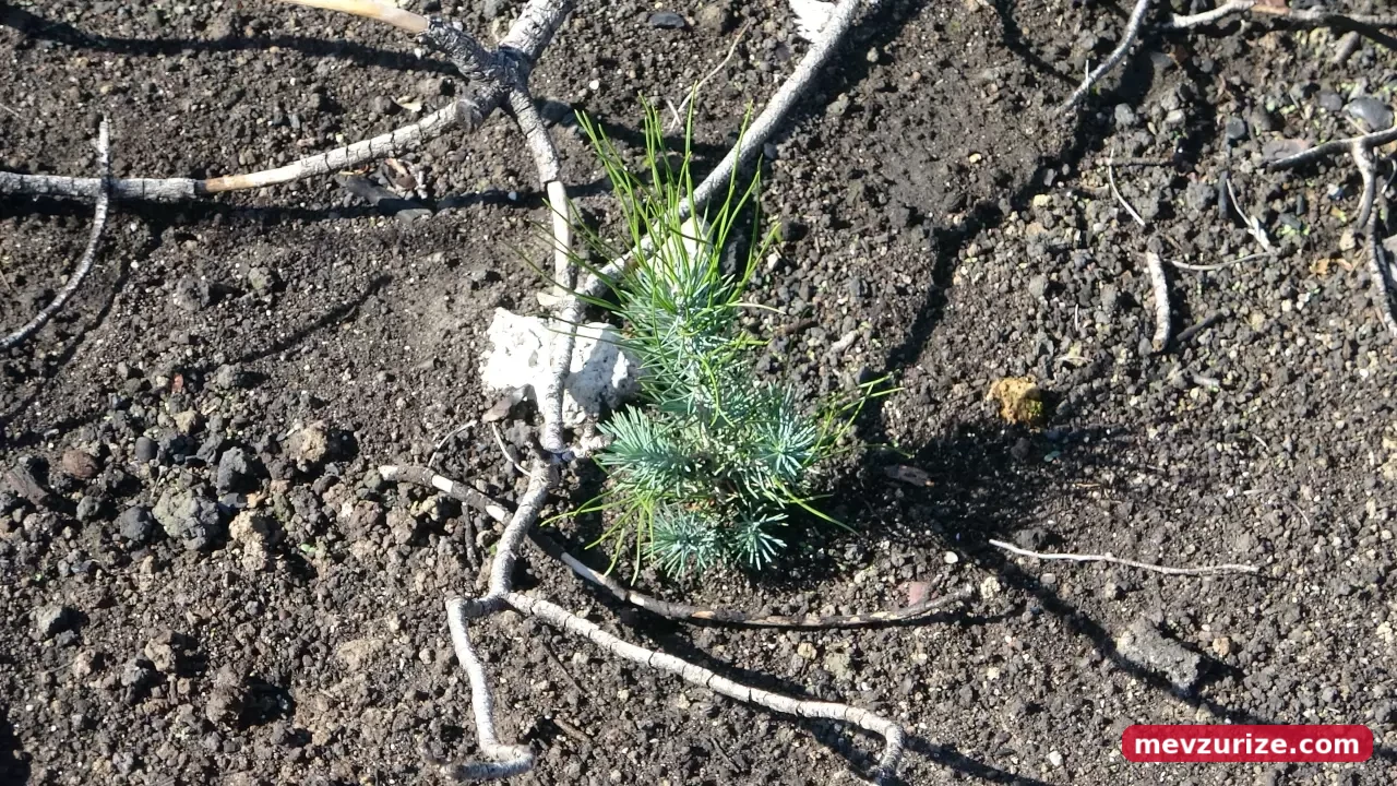 Çanakkale'deki dev orman yangını sonrası yeşeren alanlar havadan görüntülendi 2