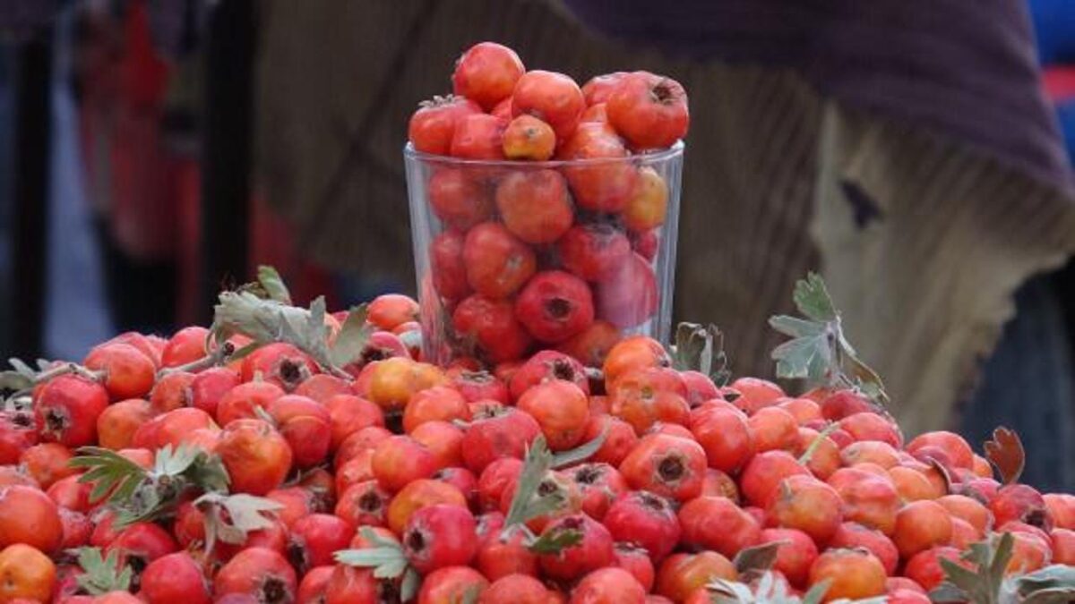Dağlarda kendiliğinden yetişiyor! Bardakla alırsanız 50 lira, kiloyla 400 lira!
