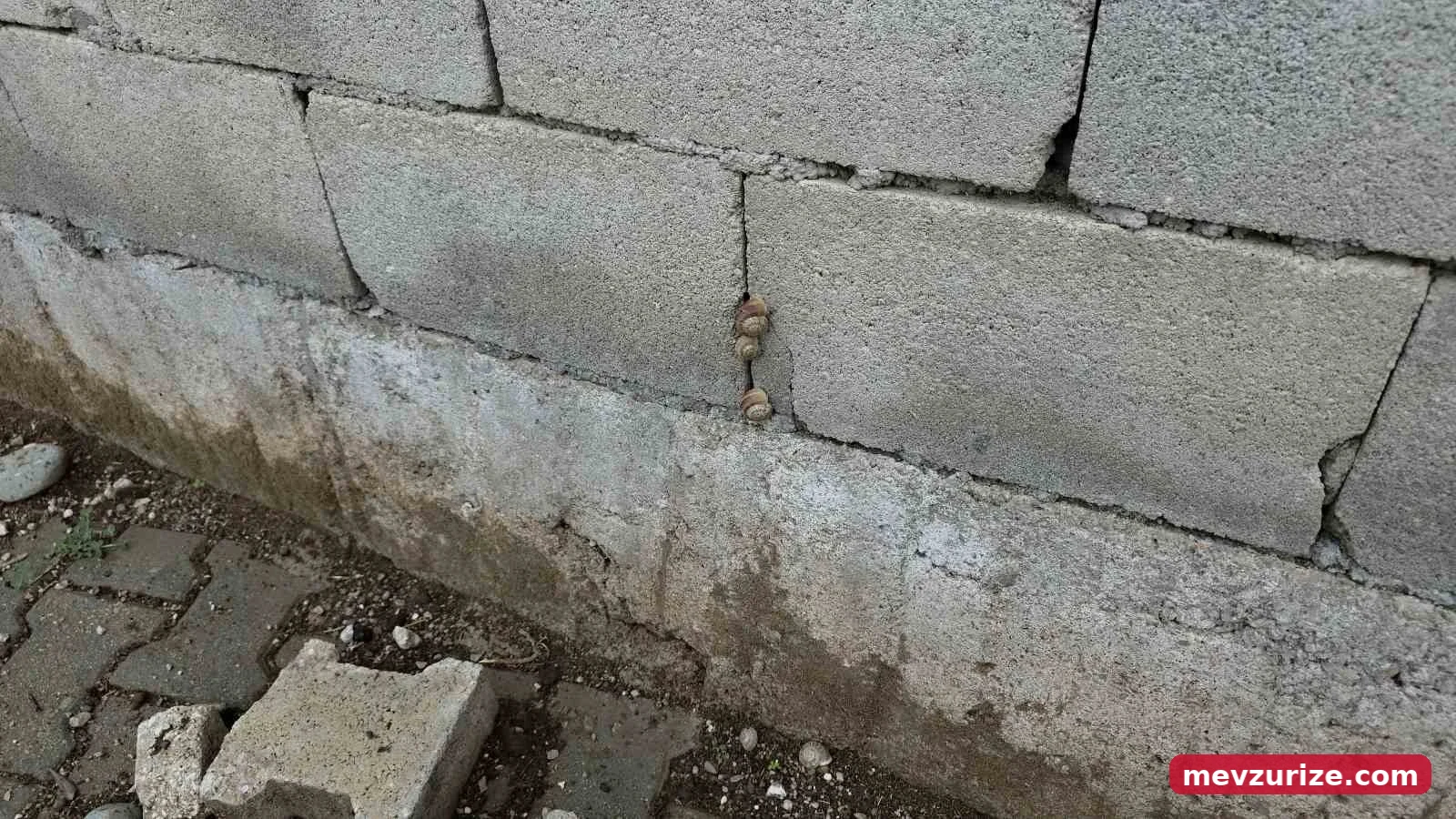 Mahallede bulunan yaklaşık 8 evi istila eden salyangozlara karşı çözüm arayan vatandaşlar; ilaç ve tuz dökerek çözüm arasalar da istiladan kurtulamadılar.
