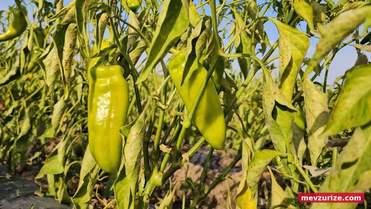 Düzkışla'da bostan deneyimi: halk dalından sebzelerini seçip topluyor