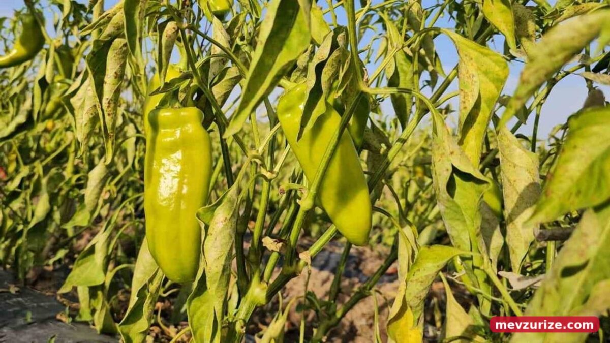 Düzkışla'da bostan deneyimi: halk dalından sebzelerini seçip topluyor
