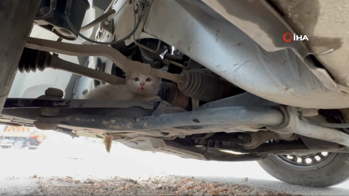 Elazığ'da yavru kedi aracın motor kısmına girince işler karıştı