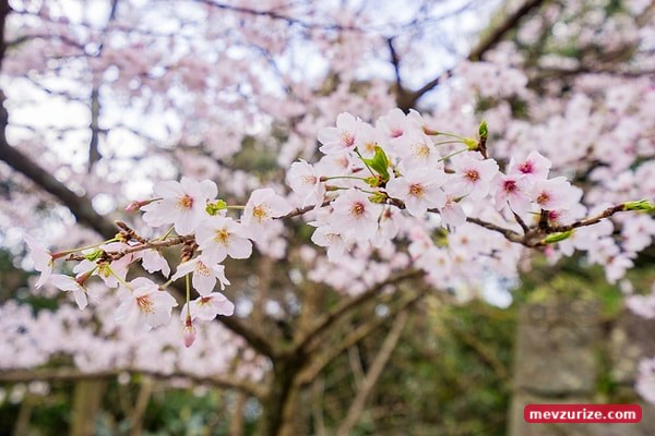 Japonya'nın Hanami Kültürü Nedir?