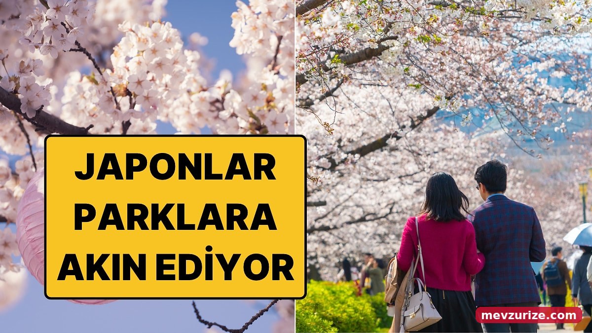 Japonların Her Bahar Sabah Erken Saatlerde Parklara Koştuğu Gelenek: Hanami