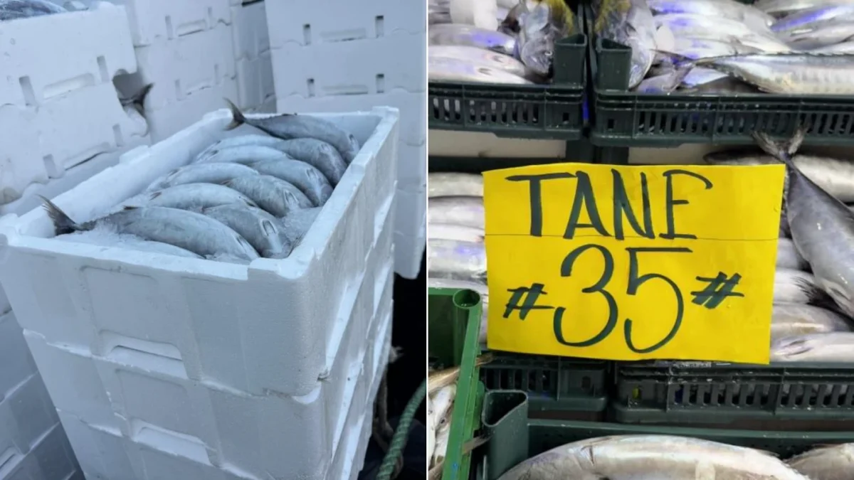 Rize’de Tuhaf Hesap: Palamut 33 Lira, İçine Konduğu Kasa 100 Lira