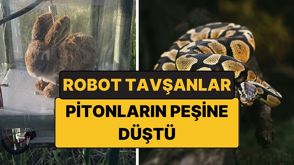 Robot Tavşanlarla Piton Avı Başladı: Yılanların Tepkisi de Şaşırtıcı!