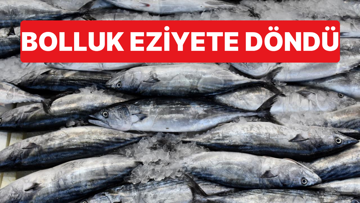 Rize’de Palamut Bolluğu Çileye Döndü: Ezilen Balıklar Limana Dökülünce Koku Dayanılmaz Oldu