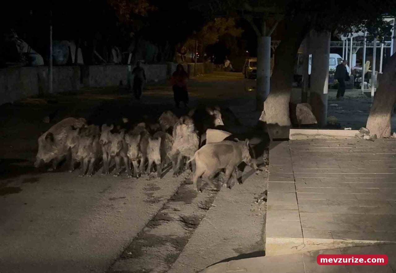 MUĞLA’NIN BODRUM İLÇESİNDE YABAN DOMUZLARI ŞEHİR MERKEZİNE KADAR İNDİ. BİTEZ MAHALLESİ’NDE GÖRÜLEN...