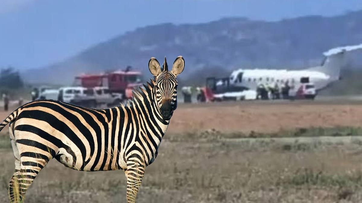 "Yok artık" dedirten kaza: Uçak zebraya çarptı